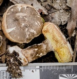 Austroboletus longipes image