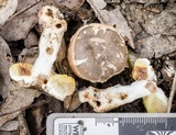 Austroboletus longipes image