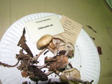 Gymnopus peronatus image