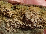 Hyphodontia quercina image