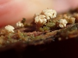Hyphodontia quercina image