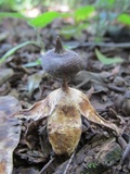 Geastrum pectinatum image