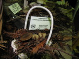 Callistosporium luteo-olivaceum image