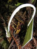 Callistosporium luteo-olivaceum image