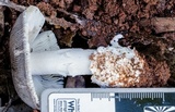 Amanita sect. Vaginatae image