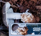 Amanita sect. Vaginatae image