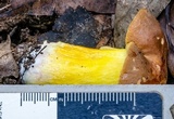 Phlebopus xanthopus image