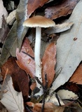 Psathyrella spadiceogrisea image
