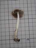 Psathyrella spadiceogrisea image
