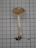 Psathyrella spadiceogrisea image