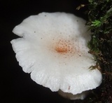 Ripartitella brasiliensis image