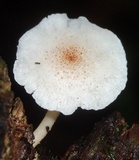 Ripartitella brasiliensis image