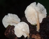 Ripartitella brasiliensis image