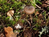 Entoloma hirtipes image