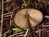 Entoloma hirtipes image