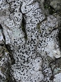 Polymeridium quinqueseptatum image