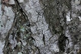 Polymeridium quinqueseptatum image