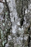 Polymeridium quinqueseptatum image