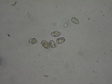 Entoloma hirtipes image