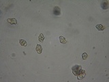 Entoloma hirtipes image