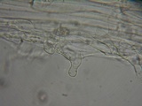 Nolanea holoconiota image