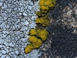 Candelariella vitellina image