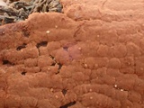 Hymenochaete cinnamomea image