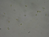 Hymenochaete cinnamomea image