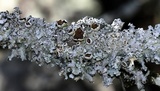 Punctelia bolliana image