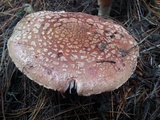 Amanita brunneolocularis image