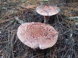 Amanita brunneolocularis image