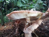 Amanita brunneolocularis image