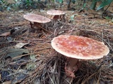 Amanita brunneolocularis image