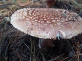 Amanita brunneolocularis image
