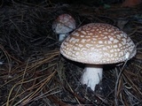 Amanita brunneolocularis image
