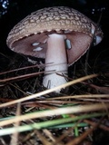 Amanita brunneolocularis image