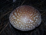 Amanita brunneolocularis image