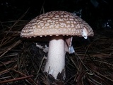 Amanita brunneolocularis image