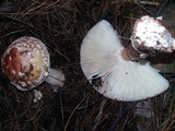 Amanita brunneolocularis image