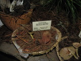 Hygrophorus arenicola image