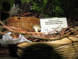 Hygrophorus arenicola image