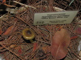 Hygrophorus arenicola image