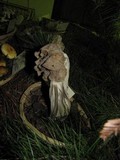 Helvella maculata image