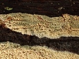 Dacryobolus sudans image
