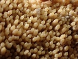 Dacryobolus sudans image