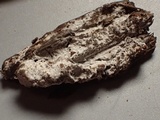 Botryobasidium obtusisporum image