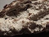 Botryobasidium obtusisporum image
