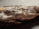 Botryobasidium obtusisporum image