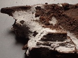 Botryobasidium obtusisporum image
