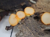 Arachnopeziza aurelia image